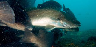 GRANYÖZ (MUSKAR) granyöz, muskar, halili, sarıağız, mulloway