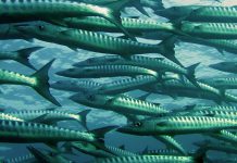 BARAKUDA barakuda sürüsü