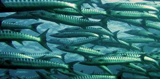 BARAKUDA barakuda sürüsü