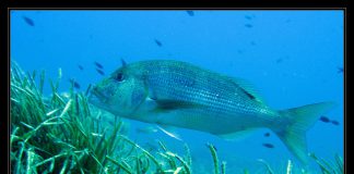 SİNARİT sinarit balığı