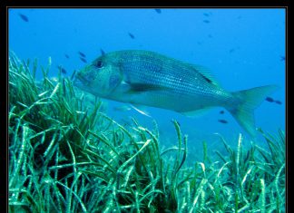 SİNARİT sinarit balığı