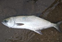 AKYA (LEER FISH-LICHIA AMIA) akya balığı