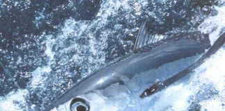 BEYAZ TON BALIĞI (LONGFIN TUNA) beyaz ton balığı, albacore