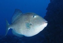 DOMUZ (ÇOTİRA) domuz balığı, çotira, çütre