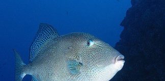 DOMUZ (ÇOTİRA) domuz balığı, çotira, çütre