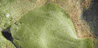 KALKAN kalkan, turbot