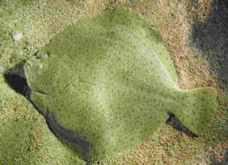 KALKAN kalkan, turbot