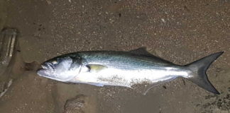 LÜFER lüfer, kofana, çinekop, bluefish