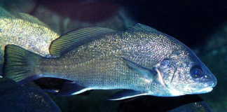 MİNEKOP (KARAKULAK) kötek, minekop, karakulak