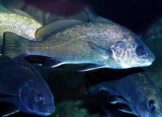 MİNEKOP (KARAKULAK) kötek, minekop, karakulak