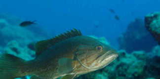 LAHOZ lahoz, lagos, grida