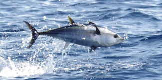 MAVİ YÜZGEÇLİ ORKİNOS Mavi yüzgeçli orkinos