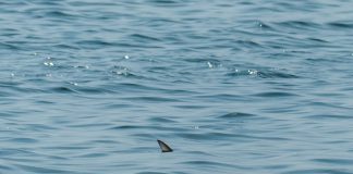 KOFANA AVI SALDIRI ANIYLA BİRLİKTE kofana, lüfer