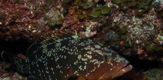 ORFOZ orfoz, grouper