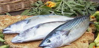 PALAMUT (TORİK) Palamut