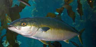 AVCI-KUZU-SARIKUYRUK (YELLOWTAIL AMBERJACK) sarıkuyruk, kuzu, amberjack