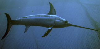 KILIÇ BALIĞI kılıç balığı