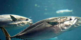 YAZILI ORKİNOS Yazılı orkinos