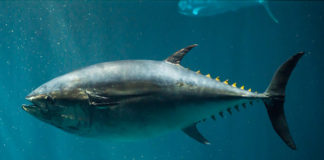 SARI YÜZGEÇLİ ORKİNOS (YELLOWFIN TUNA) yellowfin, sarı kuyruklu orkinos