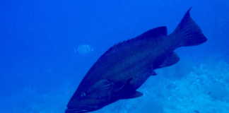 ZÜBER (ŞEYTAN) züber, şeytan