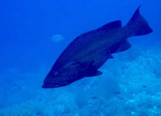 ZÜBER (ŞEYTAN) züber, şeytan