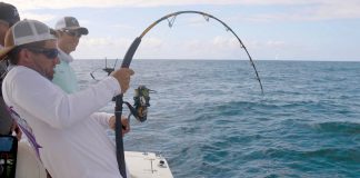 KAMIŞ KIRAN SARIKUYRUKLAR kamış kıran sarıkuyruklar