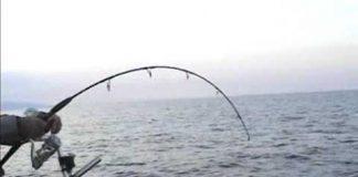 JIGGING YÖNTEMİYLE SARIKUYRUK sarıkuyruk