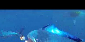 SIRTİ YÖNTEMİYLE YAKALANAN LAMBUKALAR lambuka