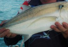 GENEL BİLGİ JIGGING jigging