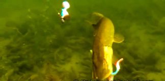 TURNANIN YEME SALDIRIŞ ANI turna pike