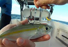 CANLI YEME NASIL KANCA TAKILIR canlı yem