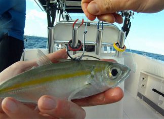 CANLI YEME NASIL KANCA TAKILIR canlı yem