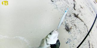 AT-ÇEK GENEL BİLGİ spin