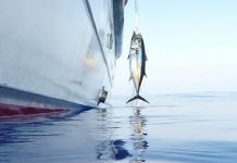 BEYAZ TON BALIĞI AVI VURUŞ ANI ILE BIRLIKTE beyaz ton