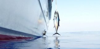 BEYAZ TON BALIĞI AVI VURUŞ ANI ILE BIRLIKTE beyaz ton