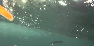 SIRTİ ÇEKİLİRKEN BALIKLARIN YEME SALDIRI ANI sırti sualtı