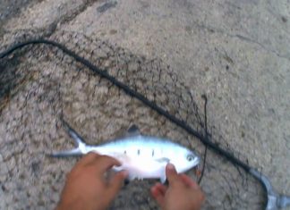 LRF YÖNTEMİYLE ÇATAL KUYRUK çatal kuyruk