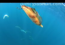 KALAMAR OLTAYA NASIL TAKILMALI squid