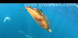 KALAMAR OLTAYA NASIL TAKILMALI squid