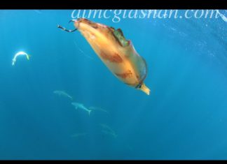 KALAMAR OLTAYA NASIL TAKILMALI squid