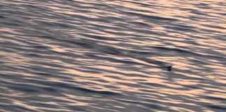 KIYIDAN POPPERLA LÜFER AVI MERSİN MARİNA Mersin Marina kofana