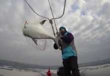 YUMURTALIK’DA KEYİFLİ BİR AKYA (LICHIA AMIA) AVI