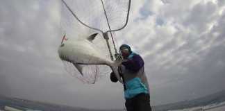 YUMURTALIK’DA KEYİFLİ BİR AKYA (LICHIA AMIA) AVI