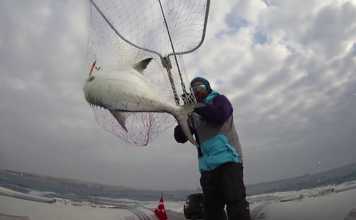 YUMURTALIK’DA KEYİFLİ BİR AKYA (LICHIA AMIA) AVI