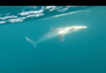 ADANA’DA KÖPEK BALIĞI AVI