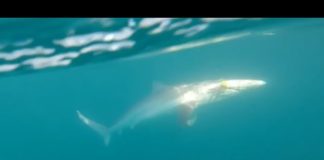 ADANA’DA KÖPEK BALIĞI AVI