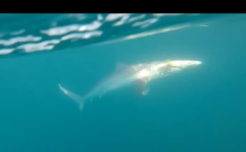 ADANA’DA KÖPEK BALIĞI AVI