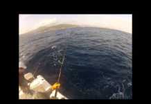 MAVİ YÜZGEÇLİ ORKİNOS AVI – EGE DENİZİ