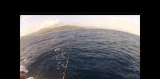 MAVİ YÜZGEÇLİ ORKİNOS AVI – EGE DENİZİ