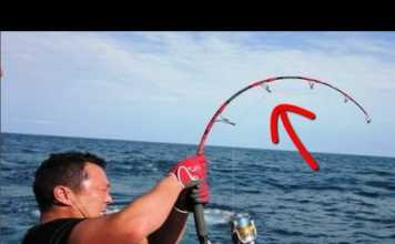 KAMIŞ KIRAN BALIKLAR